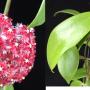 Hoya mindorensis (thick leaf) Red       163