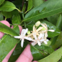 Randia horrida Rubiaceae
