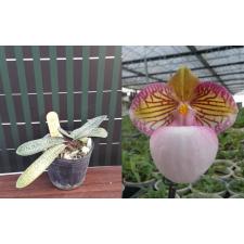 Папхиопедилум микрантум вар. эбурнеум / Paph. micranthum var eburneum