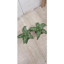 Sansevieria Cleopatra 