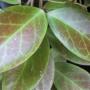 Hoya Sunrise (lacunosa x obscura)               633
