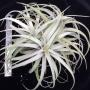 Tillandsia capitata 'Salmon'(cloneB).