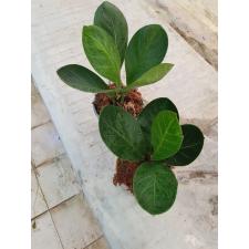 Anthurium jenmanii round leaves