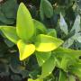 Ligustrum japonicum 'Howardii'.