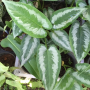 Schismatoglottis picta
