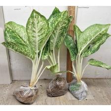 Аглаонема 3 Бриллианта / Aglaonema 3 diamonds A-4