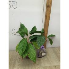 Aglaonema Fine green line variegated A-136
