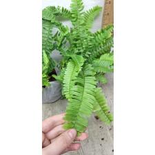 Nephrolepis Cordifolia (thailand) (M)
