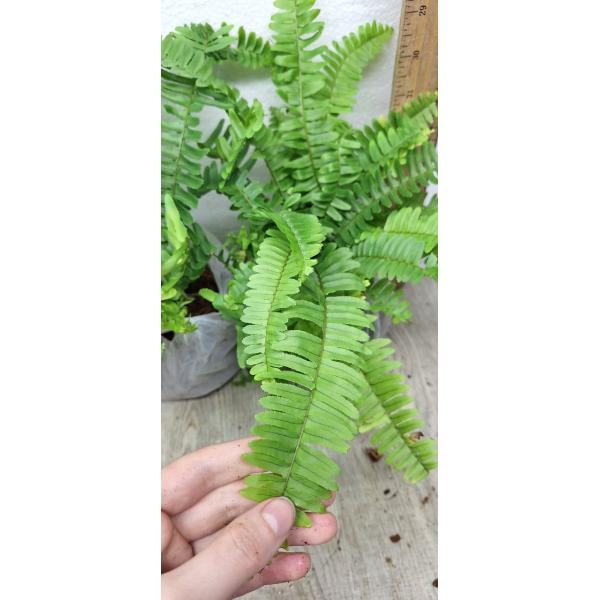 Nephrolepis Cordifolia (thailand) (M)