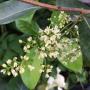 Chionanthus ramiflorus