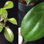 Hoya pentaphlebia IPPS1774 (#208).