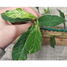 Тетрацера Лоуреири варегатный / Tetracera loureiri variegated
