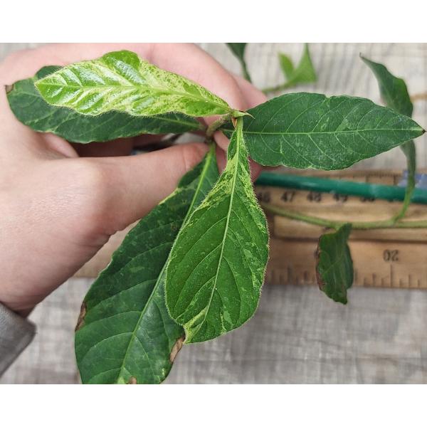 Тетрацера Лоуреири варегатный / Tetracera loureiri variegated