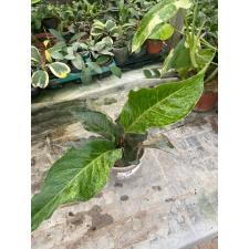 Anthurium variegated sp 17