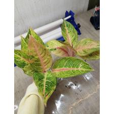 Aglaonema NEW5 Tingpunchang