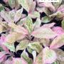 Aglaonema  Pink palm  A-132