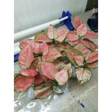 Aglaonema P-29 Anyamane Rose