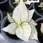 Aglaonema  Super White A-40