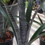 Billbergia Pipeline.