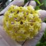 Hoya sp.396 (aff citrina) 'Mindanao' Philippines                396