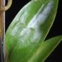 Hoya sp.627 GPS10071            627