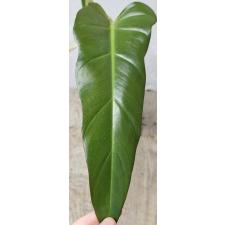 Филодендрон сп.(Т02) / Philodendron sp.(T02) pot 