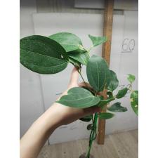 Cinnamomum zeylanicum verum 36