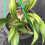 Grammatophyllum speciosum (yellow variegated)