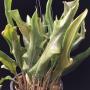 Pyrrosia sp.(T03).