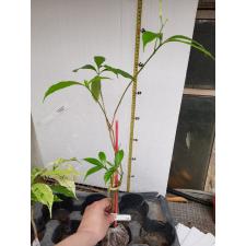 Tabernaemontana divaricata 'Splash' (green leaf) 625