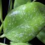 Hoya vanuatuensis               556