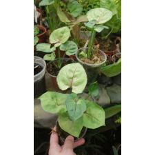 Syngonium (T24) по 750