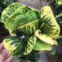 Codiaeum Full Moon