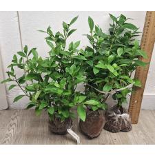 Гаредения сп.(Т11) маленькие листья / Gardenia sp.(T11) small leaf 124