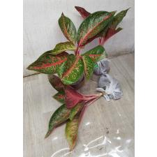 Aglaonema Taira A-117