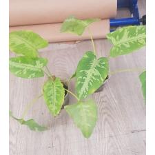 schismatoglottis sp. (T02) стакан s 600р