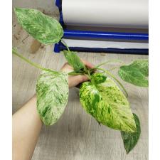 Philodendron giganteum variegated стакан  1900p