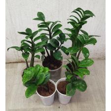 zamioculcas zenzi compact 
