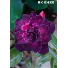 Adenium EK 8425