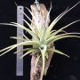 Tillandsia Ed Doherty (aeranthos x leonamiana).