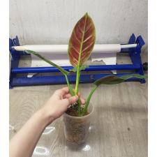 Philodendron cruentum variegata стакан 1600р 