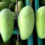 Mangifera indica 'Fah Lan'(grafted)