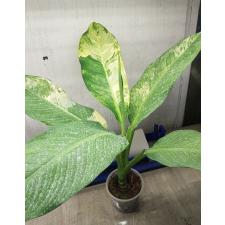 dieffenbachia sp Yellow variegated pot 2а