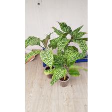 Dracaena goldiana 4200p