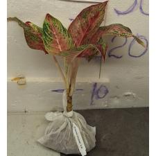 Аглаонема Маха Накорн / Aglaonema Maha Nakorn A-98
