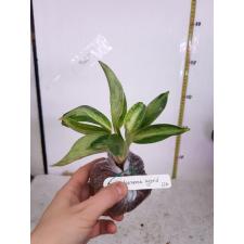 Aglaonema Elephant Ears (Dwarf)22А