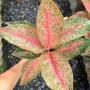 Aglaonema  MongkolManee  A-57