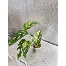Monstera adansonii variegated Aurea S Д