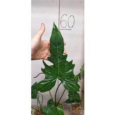 Philodendron Lime Fiddle (S)