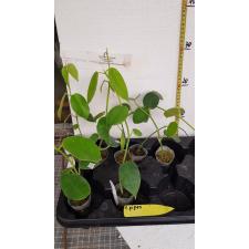 Hoya gigas A21